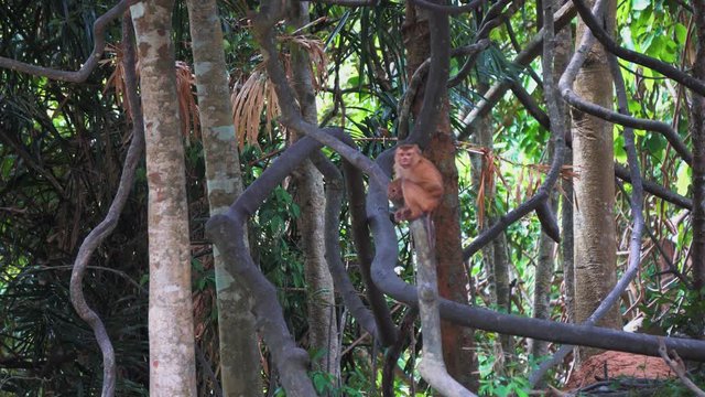 family of monkeys in the Rainforest on the trees