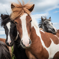 Detail of a black, red and gray Icelandic horses during a cloudy summer day in Iceland