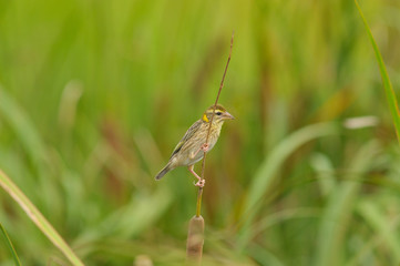 Naklejka premium Streaked weaver in the field