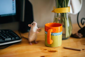 white little rat mouse on the table with a mug of coziness
