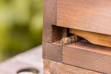 Eine Biene sitzt am Flugloch eines Bienenstocks und bereitet sich auf den Abflug und das Sammeln von Nektar vor