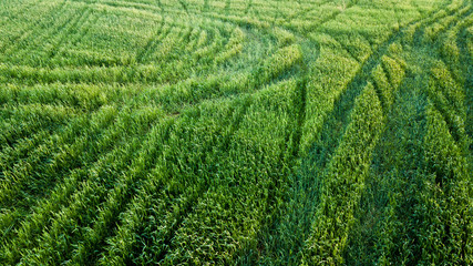 aerial view of green agricultural field with tire tracks, Cyprus