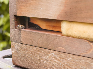 Eine Biene sitzt am Flugloch eines Bienenstocks und bereitet sich auf den Abflug und das Sammeln von Nektar vor