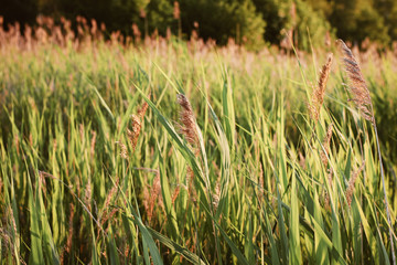 bulrush