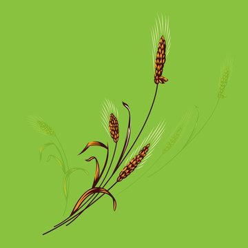 Agriculture wheat Logo Template vector icon design. Wheat Ears for Identity Style of Natural Product Company and Farm Company. Organic wheat, bread agriculture and natural eat. 