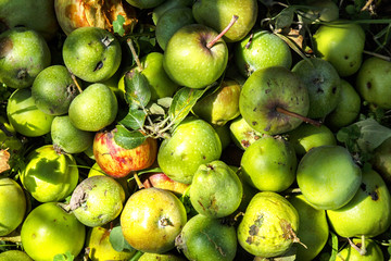green immature small apples