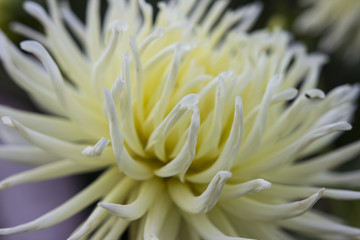 Macro picture of a flower in the summer sun.