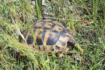 Bulgaria, Zoology, Turtle