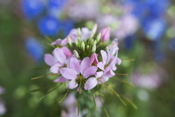 Macro picture of a flower in the summer sun.