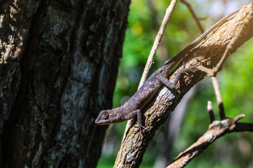 A brown Asia chameleon on the tree.