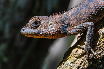 A brown Asia chameleon on the tree.