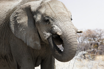 Close up of an Elephant eating in the Chobe National Park, Botswana