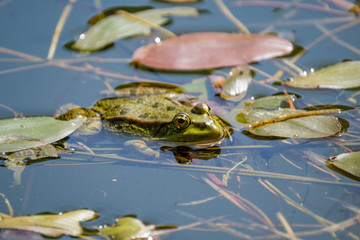 Resting frog in a clear fresh water pond