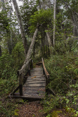 Obraz premium Wooden Footbridge in the Forest