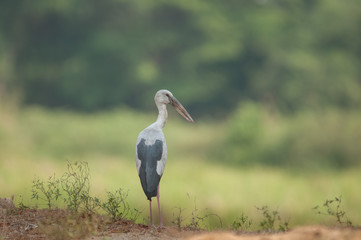 Asian openbill in the rice field