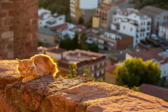 Download Graceful Beluga Cat lounging in a relaxed environment. Wallpaper