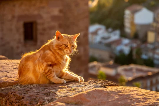 Download Graceful Beluga Cat lounging in a relaxed environment. Wallpaper