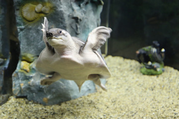turtle swimming in the aquarium tank