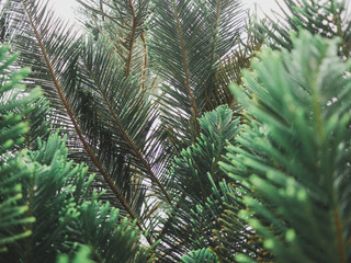 nature view of green pine leaves on blurred greenery background,