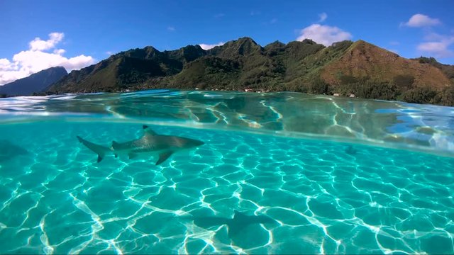 Over under sea surface sharks ,Pacific ocean, French Polynesia