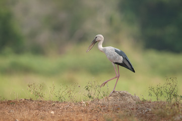 Asian openbill in the rice field