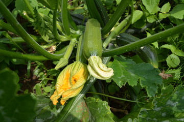 Zucchini