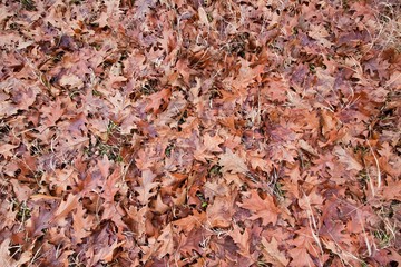 old fallen oak leaves in an autumn field, colorful background texture photo