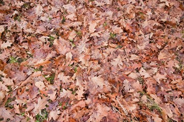 old fallen oak leaves in an autumn field, seasonal colorful background texture photo