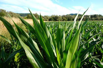 Fototapeta premium Growing corn in the field
