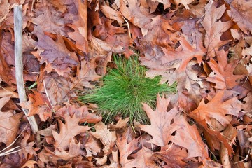 fallen oak leaves with a bush of green grass in an autumn field, seasonal colorful background texture photo