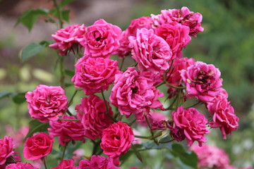 Naklejka premium Beautiful pink rose in a garden