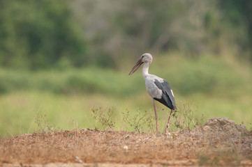 Asian openbill in the rice field