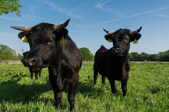 Dexter Cows, Tipperary