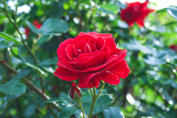 Red rose in the green garden.