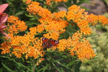 Asclepias tuberosa on Butterfly weed.