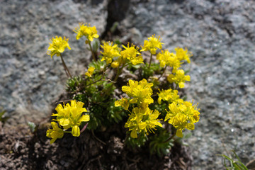 Alpine flower Draba Aizoides(yellow whitlow-grass ), Aosta valley, Italy. Photo taken at an altitude of 2900 meters.