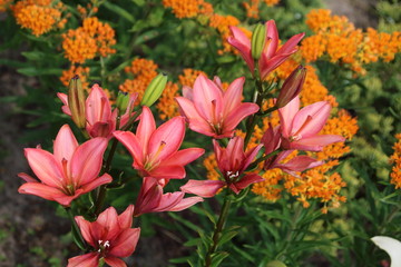 Asclepias tuberosa on Butterfly weed.