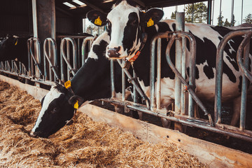 Cows on Farm. agriculture industry