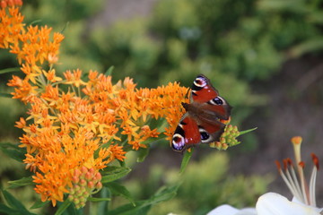 Asclepias tuberosa on Butterfly weed.