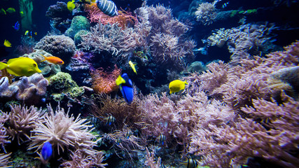 beautiful underwater world © EwaStudio