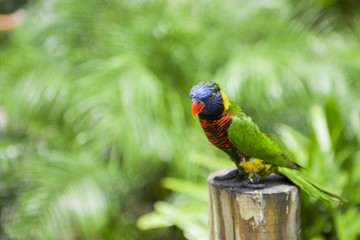 Lorie rainbow lorikeet parrot bird