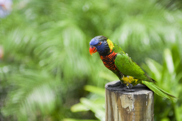 Lorie rainbow lorikeet parrot bird