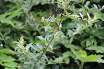 Spiders Web entangled in garden plant