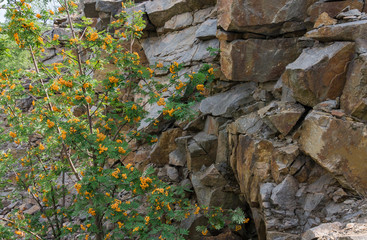 Rowan in the background of a granite wall. Horizontal background