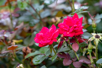 flowers, garden, floral