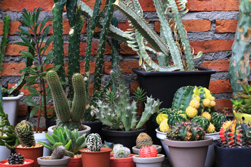 Several Types of Cacti Red Brick Background