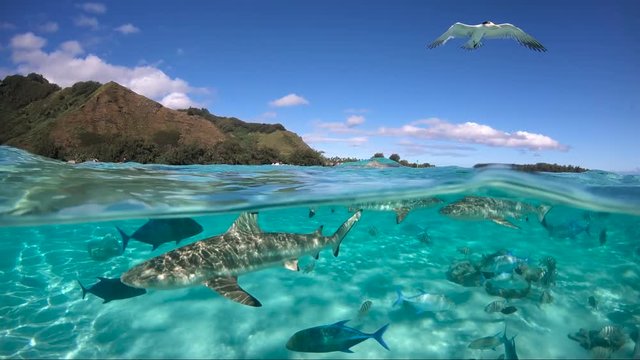 Over under sea surface sharks,tropical fish and bird ,Pacific ocean, French Polynesia