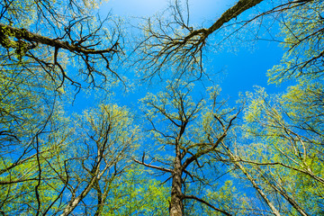 Green Tree Forest