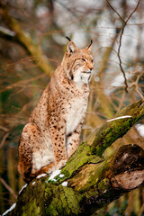 Lynx, Eurasian wild cat