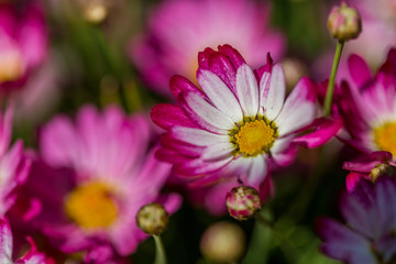 Obraz premium Daisy Flowers covered by water drops. Close-Up